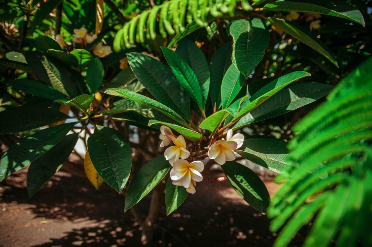 Casa Morera Fuencaliente de la Palma Eksteriør bilde